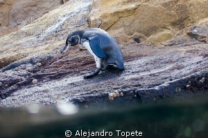 Pinguin with water, Galapagos Ecuador by Alejandro Topete 